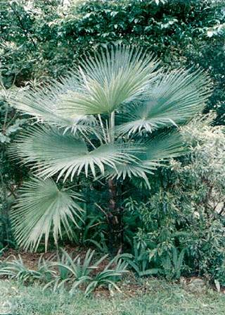 trachycarpus_martianus.JPG (80675 bytes)